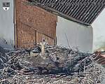Capi_Dubne_20250819_071003.jpg