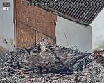 Capi_Dubne_20250819_071503.jpg