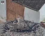 Capi_Dubne_20250819_072003.jpg
