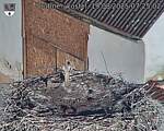 Capi_Dubne_20250819_072502.jpg