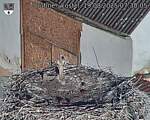 Capi_Dubne_20250819_073005.jpg