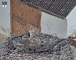 Capi_Dubne_20250819_074003.jpg