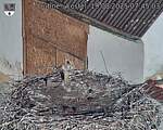 Capi_Dubne_20250819_074503.jpg
