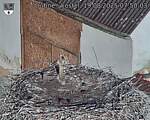 Capi_Dubne_20250819_075003.jpg