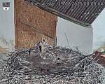 Capi_Dubne_20250819_080004.jpg