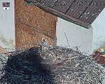 Capi_Dubne_20250819_084003.jpg