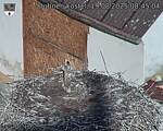 Capi_Dubne_20250819_084504.jpg