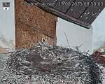 Capi_Dubne_20250819_085003.jpg