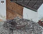 Capi_Dubne_20250819_090502.jpg