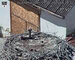 Capi_Dubne_20250819_142002.jpg