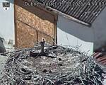 Capi_Dubne_20250819_145003.jpg