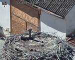 Capi_Dubne_20250819_151002.jpg