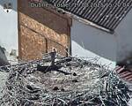 Capi_Dubne_20250819_152004.jpg