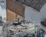 Capi_Dubne_20250819_155004.jpg