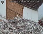 Capi_Dubne_20250819_200003.jpg