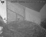 Capi_Dubne_20250819_205003.jpg