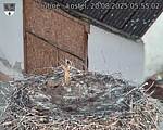 Capi_Dubne_20250820_055502.jpg