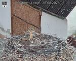 Capi_Dubne_20250820_060003.jpg