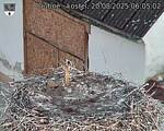 Capi_Dubne_20250820_060502.jpg