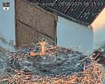 Capi_Dubne_20250820_061503.jpg