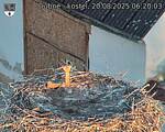 Capi_Dubne_20250820_062003.jpg