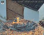 Capi_Dubne_20250820_062503.jpg