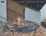 Capi_Dubne_20250820_063003.jpg