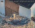 Capi_Dubne_20250820_063502.jpg
