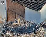 Capi_Dubne_20250820_064002.jpg
