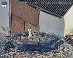 Capi_Dubne_20250820_064505.jpg