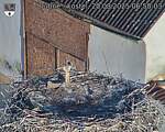Capi_Dubne_20250820_065003.jpg