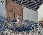 Capi_Dubne_20250820_065504.jpg