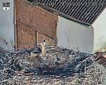 Capi_Dubne_20250820_070002.jpg