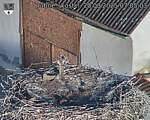 Capi_Dubne_20250820_070503.jpg