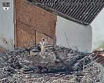Capi_Dubne_20250820_071503.jpg