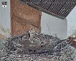 Capi_Dubne_20250820_075004.jpg