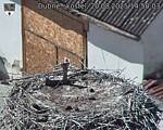 Capi_Dubne_20250820_145003.jpg