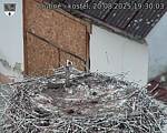 Capi_Dubne_20250820_193003.jpg