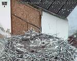 Capi_Dubne_20250820_201003.jpg