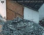 Capi_Dubne_20250820_202503.jpg