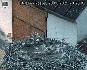 Capi_Dubne_20250820_202503.jpg (1350 x 1080)
