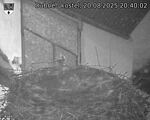 Capi_Dubne_20250820_204002.jpg