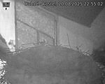 Capi_Dubne_20250820_225502.jpg