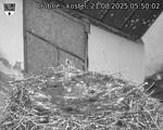 Capi_Dubne_20250821_055002.jpg