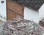 Capi_Dubne_20250821_060503.jpg