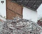 Capi_Dubne_20250821_061002.jpg
