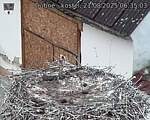 Capi_Dubne_20250821_063503.jpg
