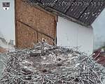 Capi_Dubne_20250821_065002.jpg