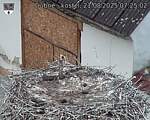 Capi_Dubne_20250821_072502.jpg