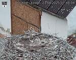 Capi_Dubne_20250821_074004.jpg